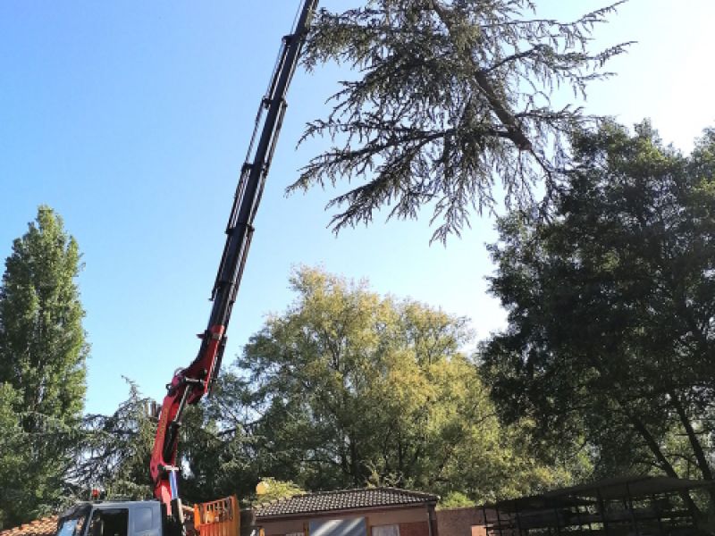 Camión grúa realizando trabajos de tala en árboles altos Camión grúa realizando trabajos de tala en árboles altos