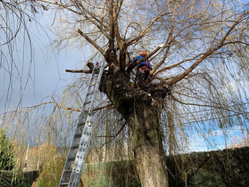Escalera alta colocada en árbol y operario realizando poda Escalera alta colocada en árbol y operario realizando poda