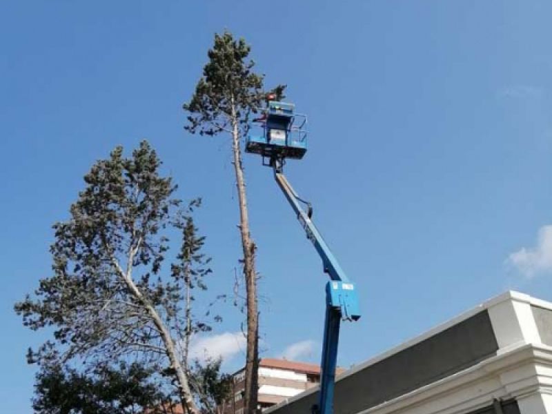 Tala de arboles con brazo articulado Tala de arboles con brazo articulado