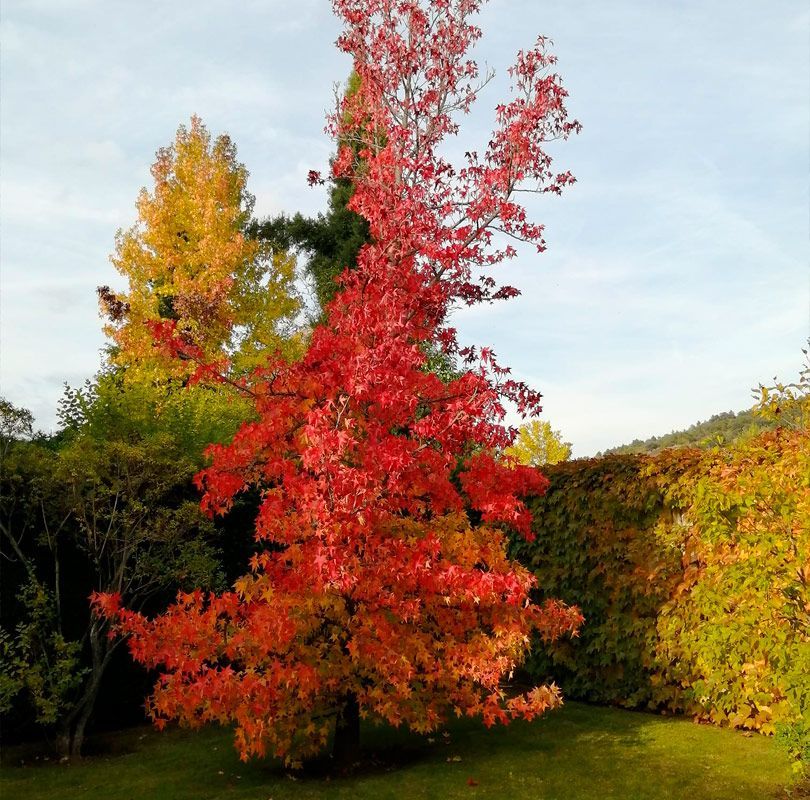 arboles ornamentales leon arboles ornamentales leon